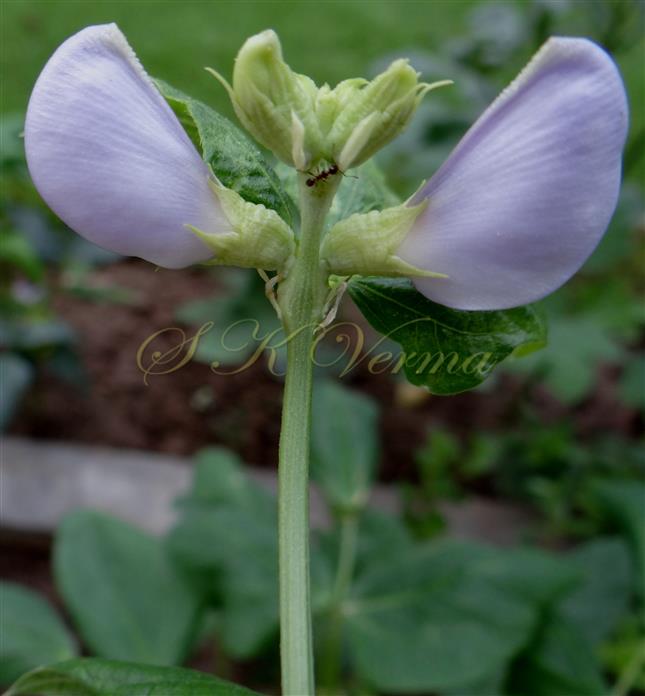  Inflorescence
